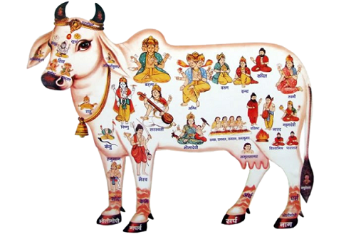 रतलाम/संत महात्माओं,गौ भक्तो और हिन्दू समाज द्वारा कालका माता मंदिर निकली जायेगी वाहन रैली ; गौ हत्या बंद हो और गौमाता को राष्ट्रीय माता घोषित किया जाए की मांग को लेकर तहसीलदार ऋषभ ठाकुर को सौंपा जायगा ज्ञापन