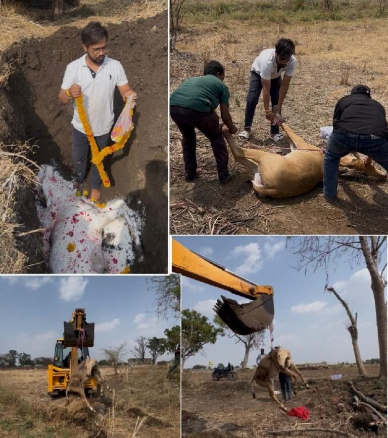 रतलाम/वन विभाग की बड़ी लापरवाही ; मदद की गुहार के बावजूद नहीं पहुंचा अमला -एक और बेजुबान की गई जान, तीन घंटे तक तड़पती रही नीलगाय, कैन हेल्पिंग फाउंडेशन ने कराया अंतिम संस्कार